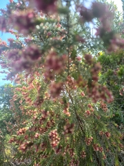 Passerina falcifolia