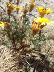 Leysera gnaphalodes