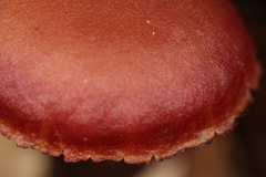 Callistosporium purpureomarginatum