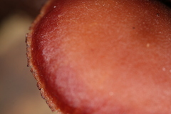 Callistosporium purpureomarginatum