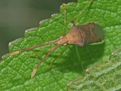 Plinachtus