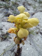 Disa sabulosa