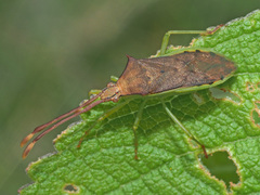 Plinachtus