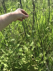 Scrophularia lanceolata