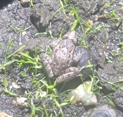 Discoglossus galganoi