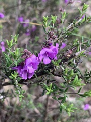 Prostanthera