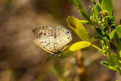 Leptotes