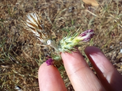 Carduus pycnocephalus