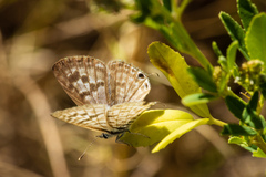 Leptotes