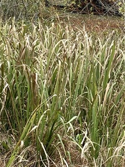 Zizaniopsis miliacea