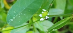Euphorbia graminea
