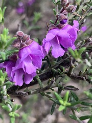 Prostanthera