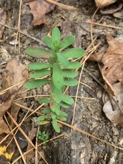 Hypericum