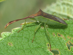Plinachtus