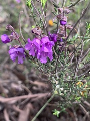Prostanthera