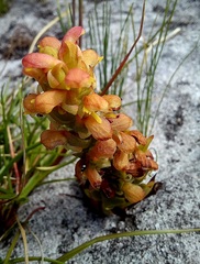 Disa pygmaea