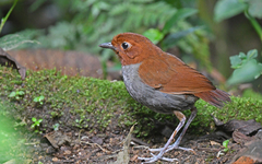 Grallaria rufocinerea