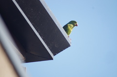Brotogeris tirica