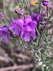 Prostanthera