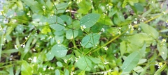 Euphorbia graminea