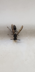 Polybia plebeja