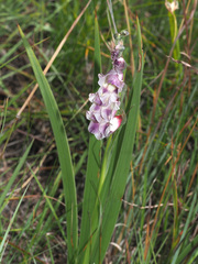 Gladiolus crassifolius