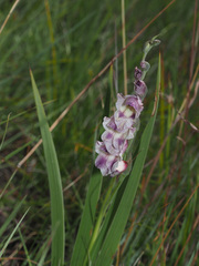Gladiolus crassifolius