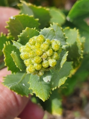 Senecio halimifolius