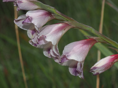 Gladiolus crassifolius