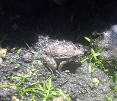 Discoglossus galganoi