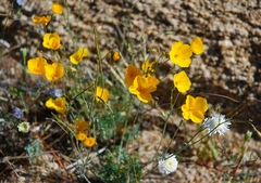 Eschscholzia androuxii