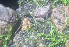 Discoglossus galganoi