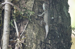 Tropidurus torquatus