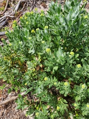 Senecio halimifolius