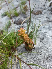Disa pygmaea