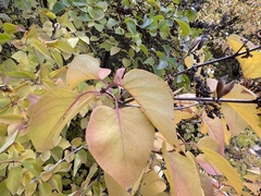 Syringa