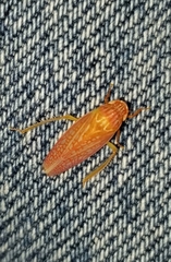 Gyponana gladia
