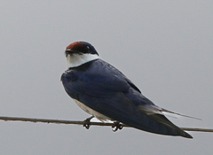 Hirundo albigularis