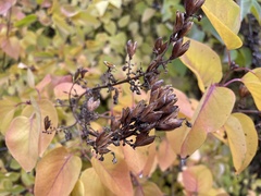 Syringa