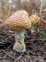 Amanita persicina
