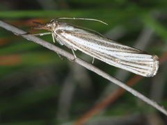Aurotalis nigrisquamalis