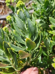 Senecio halimifolius