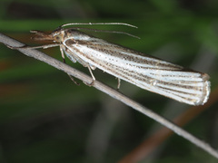 Aurotalis nigrisquamalis