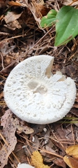 Amanita polypyramis