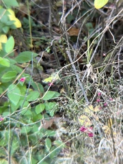 Symphoricarpos orbiculatus