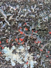 Cladonia floerkeana