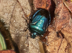 Zicrona caerulea
