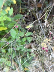 Symphoricarpos orbiculatus