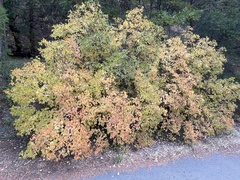 Syringa