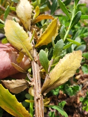 Senecio halimifolius